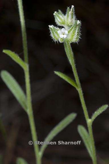 cryptantha simulans 1 graphic